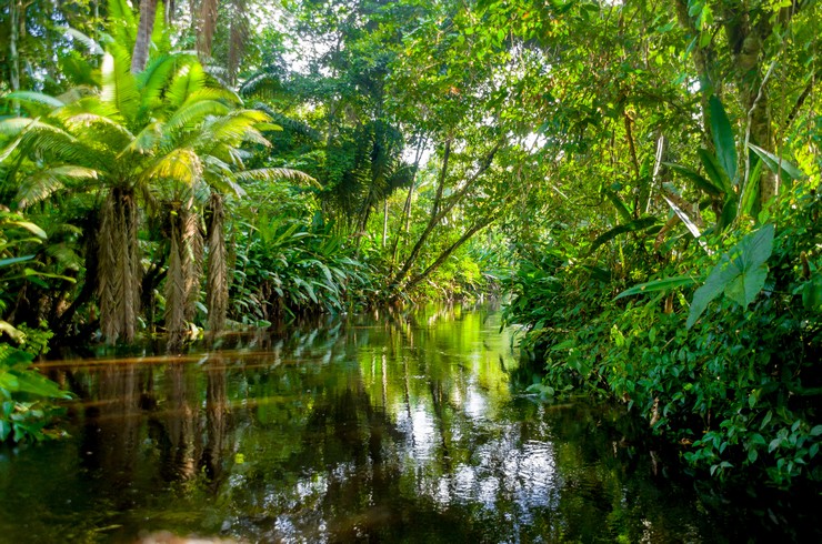 Спокійна притока Амазонки – типовий біотоп для блакитного неона