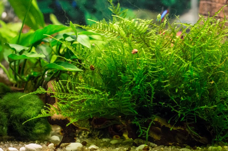 Різдвяний мох виглядає в акваріумі надзвичайно привабливо
