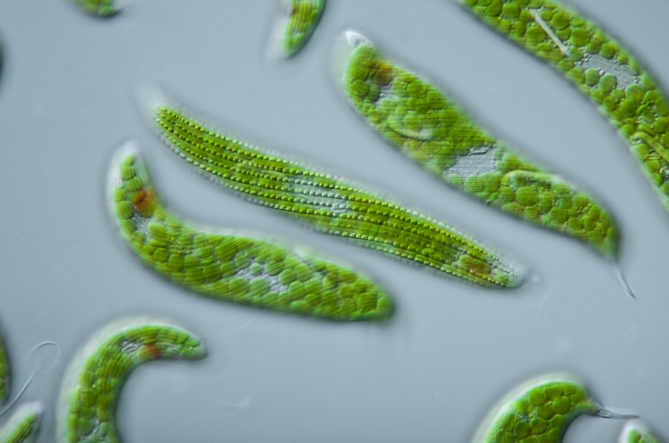 У клітинах евглен знаходяться зелені хлоропласти