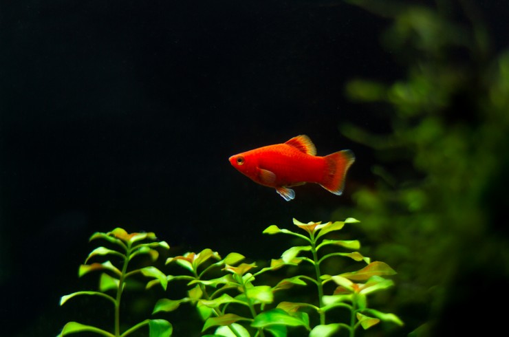 Червоні пецилії чудово виглядають в акваріумах із живими рослинами
