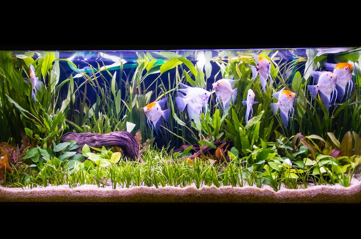 Скалярія коі в акваріумі з живими рослинами