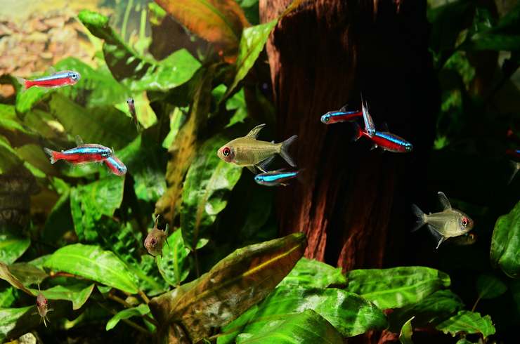 Червоні неони добре уживаються зі співрозмірними рибками