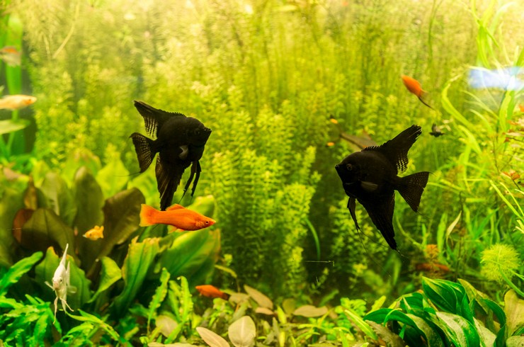 Скалярія чорна в акваріумі з живими рослинами