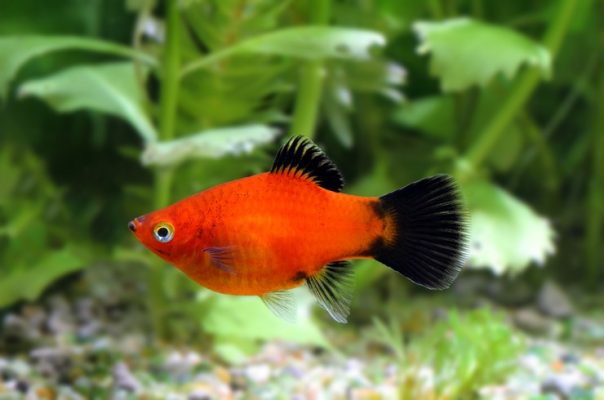 Пецилія – популярна акваріумна рибка