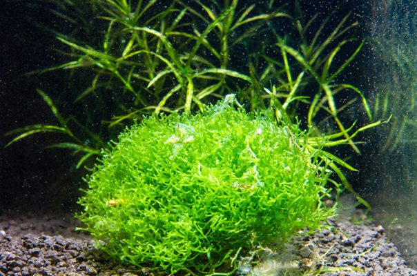 Річчія плаваюча – красивий печінковий мох