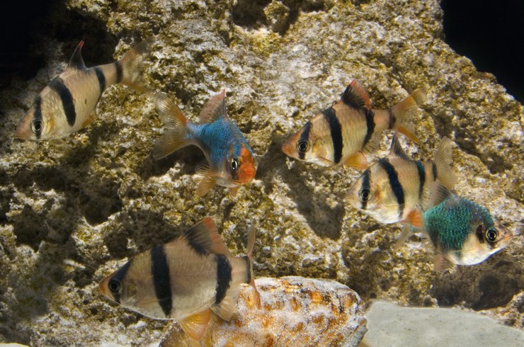 Барбус мутант і барбус суматранський добре поєднуються у загальному акваріумі